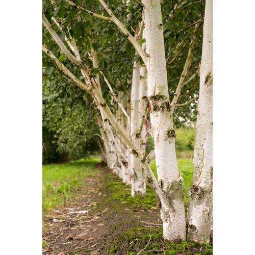 Betula utilis var. Jacquemontii - 