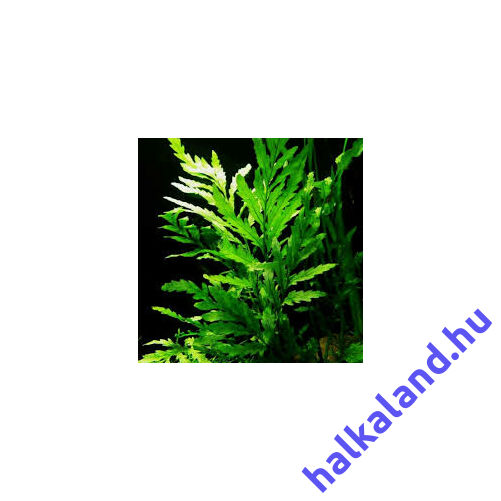 Bolbitis heudelotii akváriumi növény