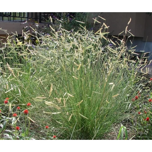Bouteloua gracilis (Alacsony moszkítófű)
