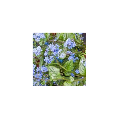 Brunnera macrophylla 'Jack Frost'  (Kaukázusi nefelejcs) /fehéres tarka lomb/