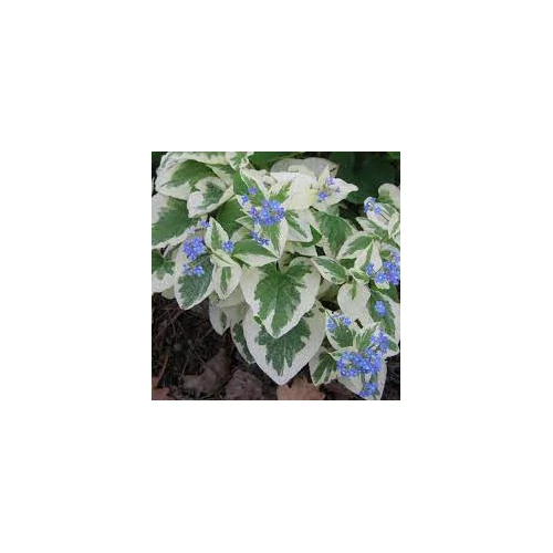 Brunnera macrophylla 'Variegata' (Kaukázusi nefelejcs) /vajtarka levélszél/