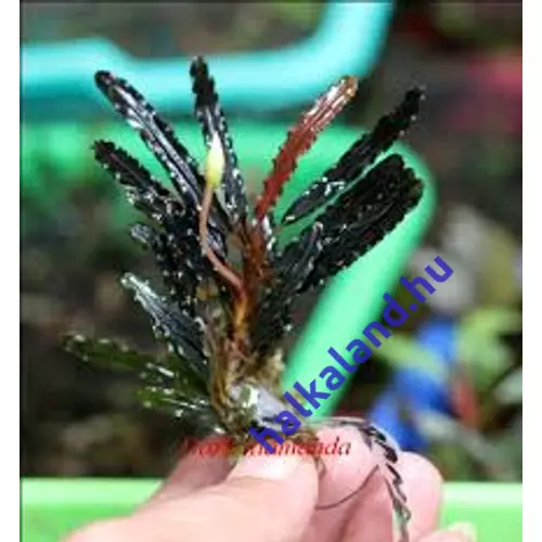 Bucephalandra alamanda v3 dark akváriumi növény