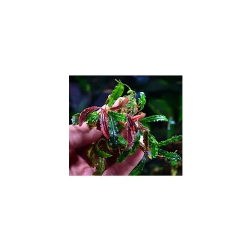 Bucephalandra biblis pink akváriumi növény