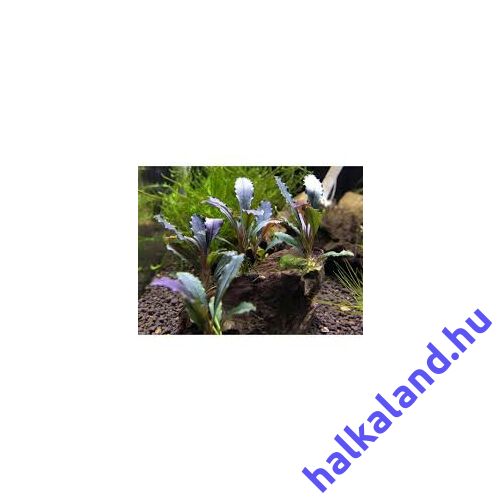 Bucephalandra brown ghost akváriumi növény