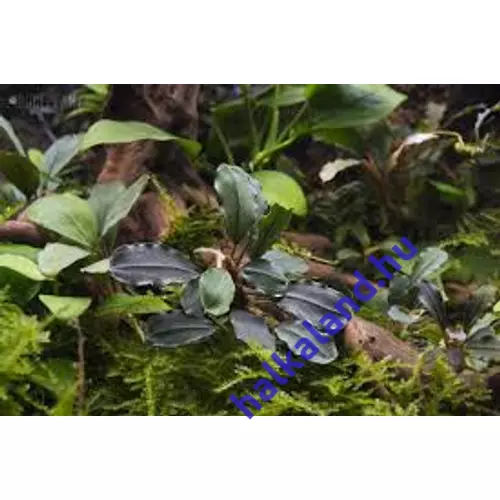 Bucephalandra lalina akváriumi növény