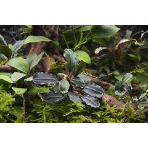 Bucephalandra lalina akváriumi növény