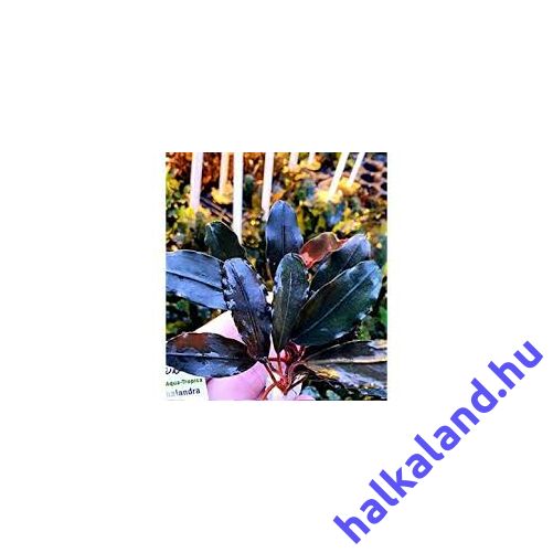 Bucephalandra lo black akváriumi növény