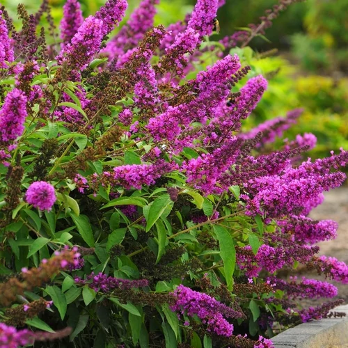 Buddleja Free Petit Tutti Frutti