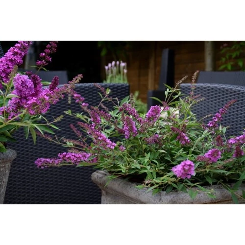 Buddleja davidii Free Petit Dark Pink
