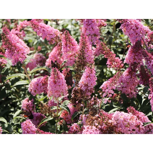 Buddleja davidii Pink Panther