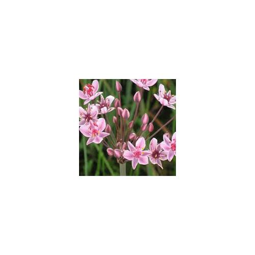Butomus umbellatus virágkáka