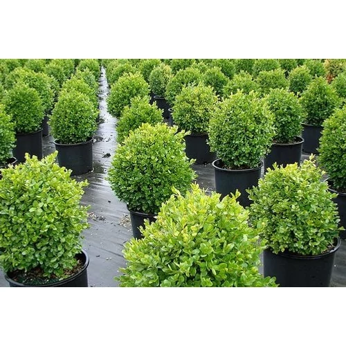 Buxus sempervirens 'Suffruticosa' - Gömb puszpáng