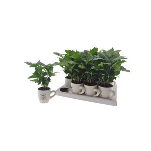 COFFEA ARABICA BÖGRÉS