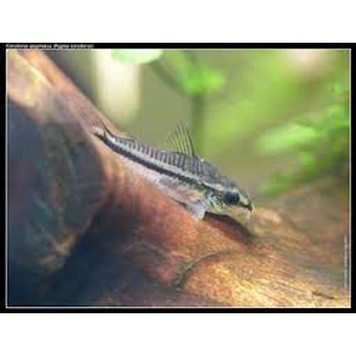 CORYDORAS PIGMEUS