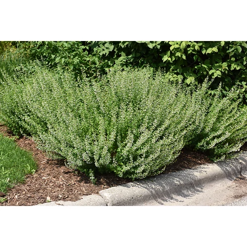 Calamintha nepeta ssp. nepeta (Mirigyes pereszlény)
