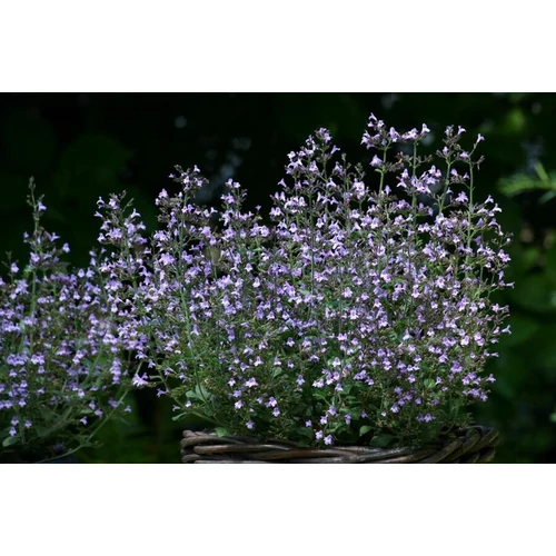 Calamintha nepeta 'Blue Cloud' (Mirigyes pereszlény)