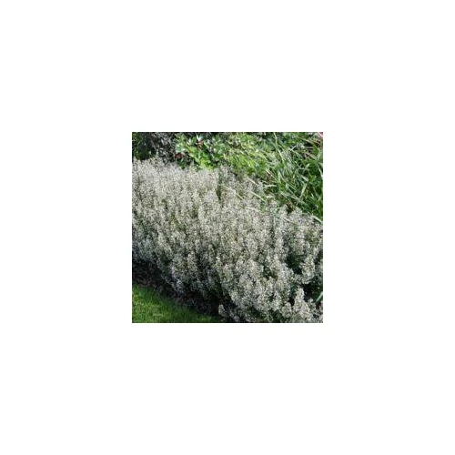 Calamintha sylvatica 'Menthe' (Erdei pereszlény)