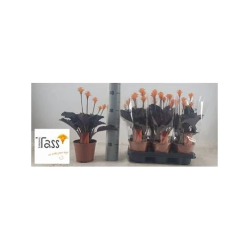 Calathea CROCATA