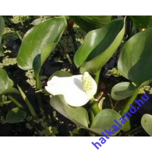 Calla palustris - Sárkánygyökér - kerti tavi növény