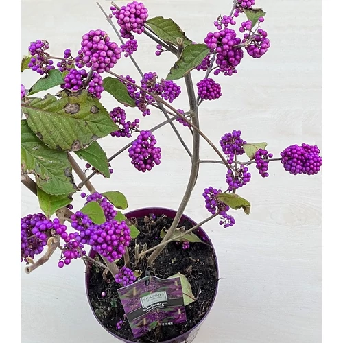 Callicarpa bodinieri - Kínai lilabogyó