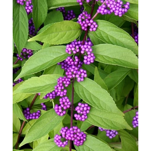 Callicarpa dichotoma Issai