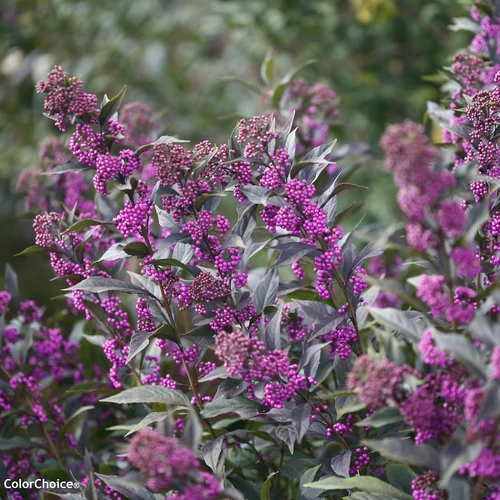 Callicarpa x 'Pearl Glam'® - 