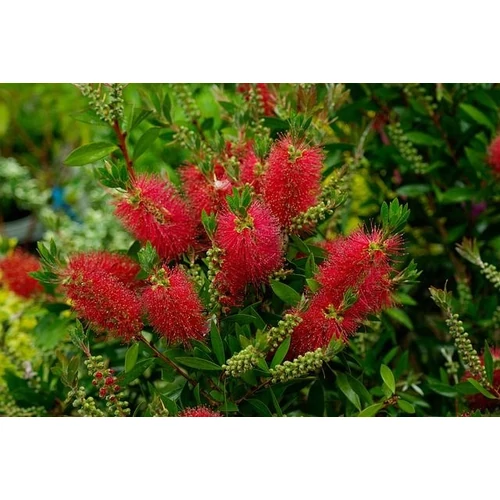Callistemon 'Mini Red' - Kefevirág