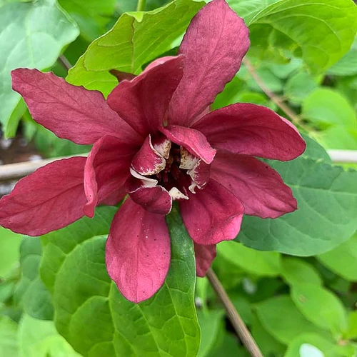 Calycanthus 'Hartlage Wine' - 