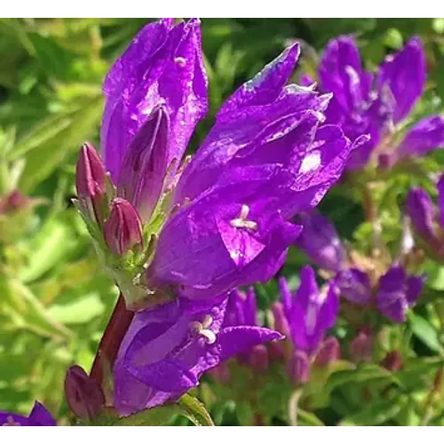 Campanula punctata 'Vine'n Rubies' (Pettyegetett harangvirág)