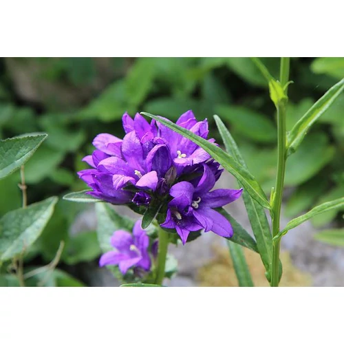 Campanula glomerata 'Freya' (Csomós harangvirág)