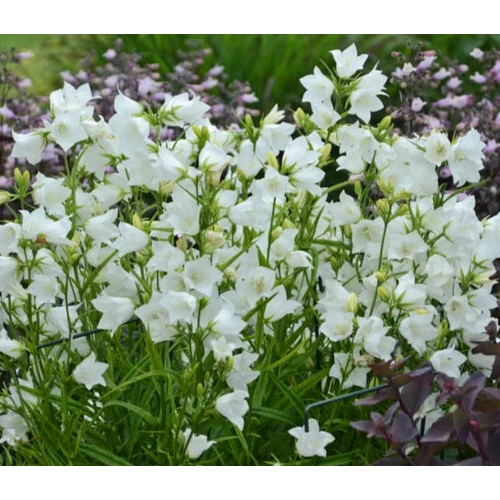 Campanula persicifolia 'White' (Baracklevelű harangvirág) 