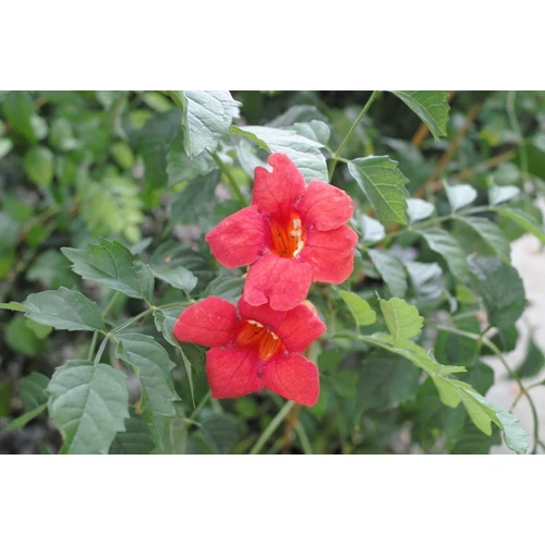 Campsis Tango