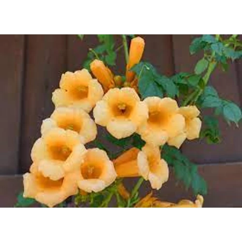 Campsis Yellow Trumpet