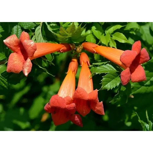 Campsis radicans Orange Storm