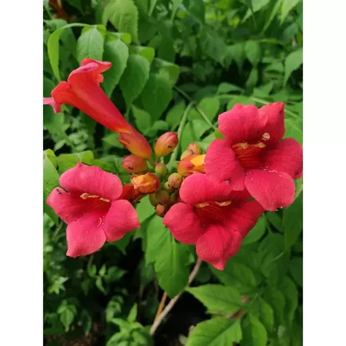 Campsis radicans Scarlet Storm