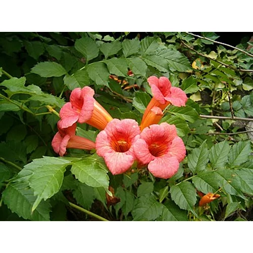 Campsis radicans 'Stromboli' - Narancspiros virágú trombitafolyondár