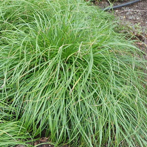 Carex caryophyllea 'The Beatles' (Tavaszi sás) /világoszöld lomb/