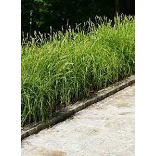 Carex muskingumensis 'Silberstreif' (Pálmalevelű sás)