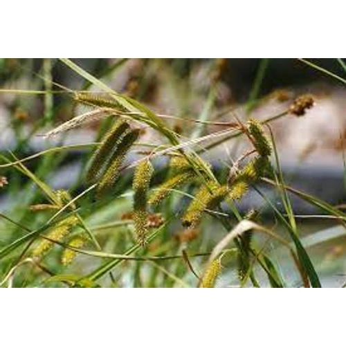 Carex pseudocyperus (Villás sás)