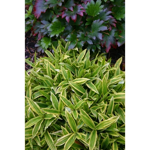 Carex siderosticha 'Island Brockade' (Sás)