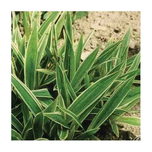 Carex siderosticha 'Variegata' (Sás)