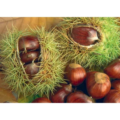 Castanea sativa 