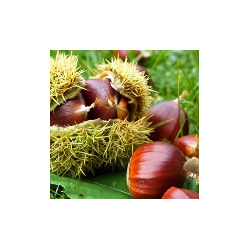 Castanea sativa x mollisima Bouche de Betizac