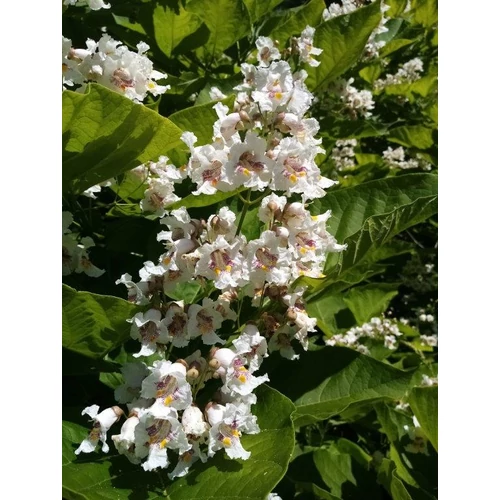 Catalpa bignonioides - Szívlevelű szivarfa