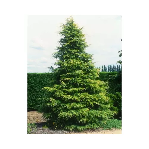 Cedrus deodara 'Kelly Gold' - Aranyló himalájai cédrus