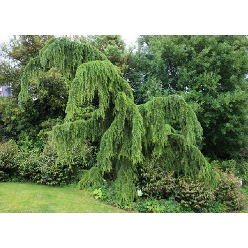 Cedrus deodara 'Pendula' - Csüngő himalájai cédrus
