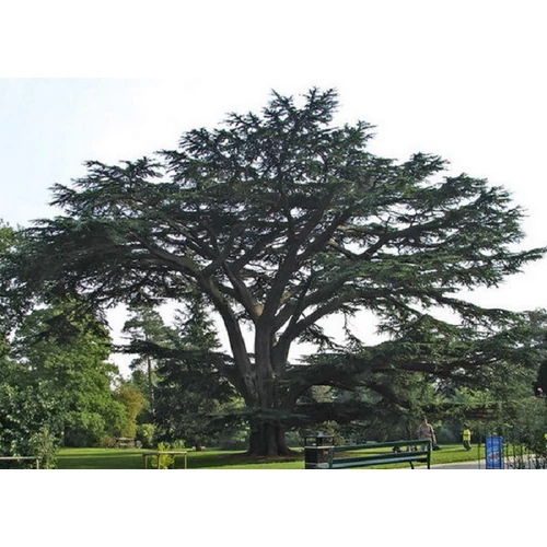 Cedrus libani - Libanoni cédrus