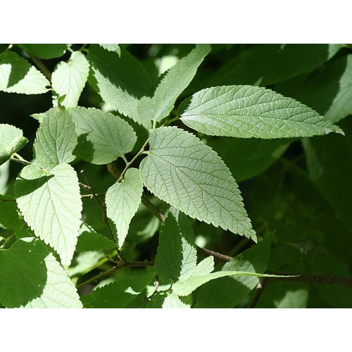 Celtis occidentalis - Nyugati ostorfa