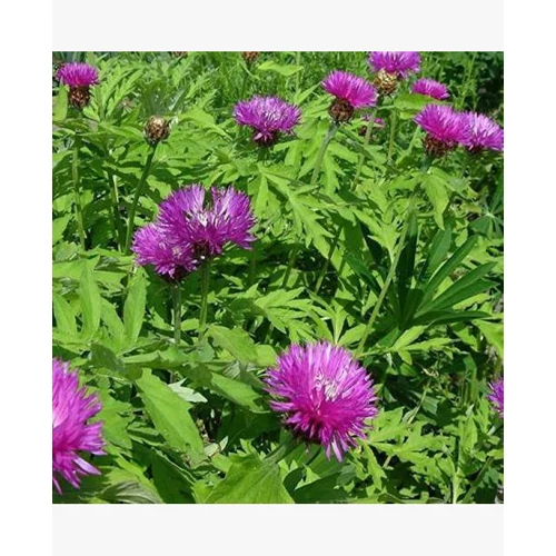 Centaurea dealbata 'Bright Rose' (Szürkés imola)