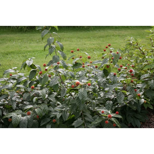 Cephalanthus occidentalis 'Sugar Shack'® - 